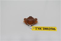 藏品(豆形拳蟹)的圖片